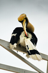 Meeting with the Great Hornbill: Icon of Phnom Penh