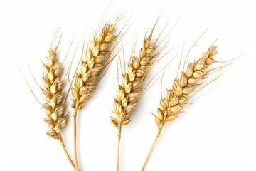 Canvas Print - Three wheat spikelets alone on white