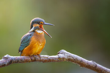 Wall Mural - European Kingfisher ( Alcedo atthis ). a bird sits on a branch and sings