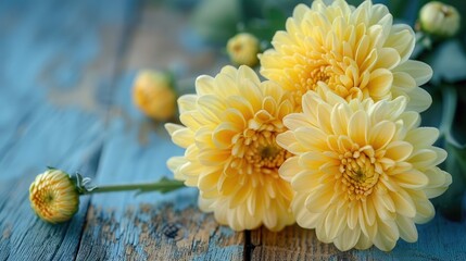 Wall Mural - Yellow chrysanthemum cream on wooden backdrop