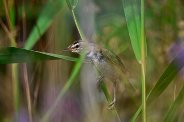 Poster - young Sedge warbler // junger Schilfrohrsänger (Acrocephalus schoenobaenus)