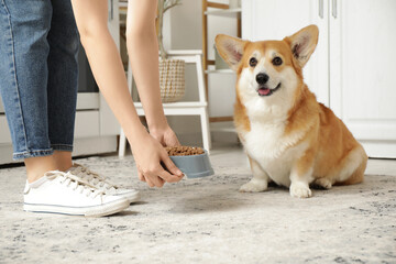 Poster - Woman with bowl of dry food feeding her cute Corgi dog in kitchen at home