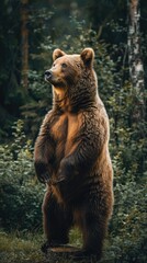 Wall Mural - A Grizzly Bear Standing Tall in the Forest