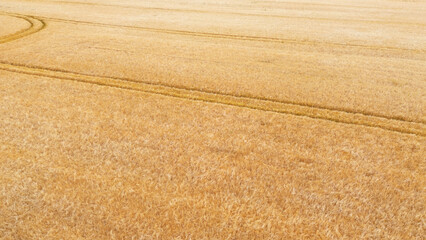 Golden Wheat Field under Summer Sun