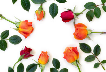 Wall Mural - red and coral flowers roses with space for text on white background. top view, flat lay