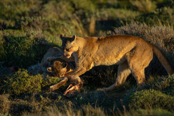 Wall Mural - Two pumas feeding on guanaco in sunshine