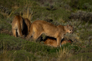 Wall Mural - Two pumas stand by kill in sunshine