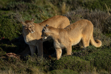 Wall Mural - Two pumas regard each other on scrubland