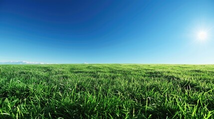 Lush green meadow under clear blue sky