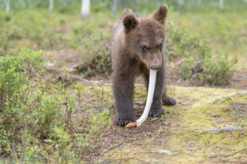 Wall Mural - Small brown bear cub stands in a lush forest clearing and chewing on a white rib bone