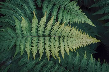 Naklejka na meble Fern leaves, the close up