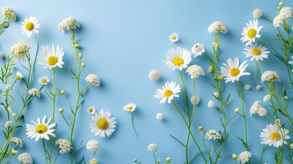 Wall Mural - Chamomile flowers on blue backdrop with white flowers Text area available