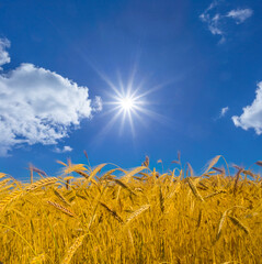 Wall Mural - closeup golden summer wheat field under a sparkle sun