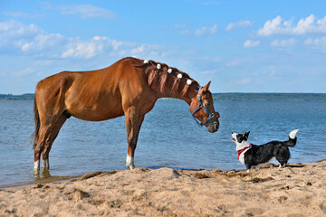 Wall Mural - Horse and dog standing face to face