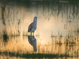 Poster - A juvenile Night Heron standing in a pond