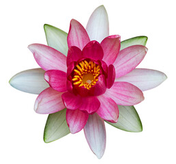 Wall Mural - Water lily or Lotus flower, isolated on transparent background