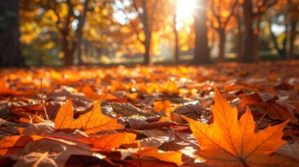 Wall Mural - Autumn is here with stunning orange leaves in the park. The ground is covered in dry, fallen leaves that glow in the bright sunshine. See the beautiful maple trees and sunlight in this fall scene.