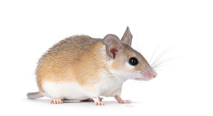 Fototapete - Cute light brown Cairo spiny mouse aka acomys cahirinus, standing side ways. Looking straight ahead side ways showing profile. Isolated on a white background.