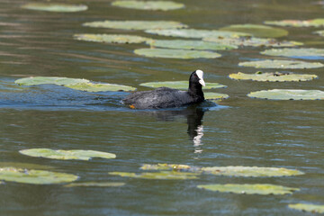 Wall Mural - Foulque macroule, .Fulica atra, Eurasian Coot