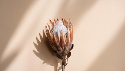 dried exotic flower Protea and shadow on beige paint textured background close up . poster. minimal floral concept