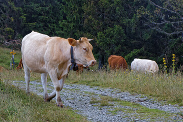 Canvas Print - SAINT-MURY, FRANCE, July 16, 2024 : A herd of cows in the meadows of the slopes of Belledonne mountain range