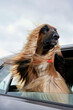 © Connect Images - A majestic long-haired dog sticks its head out of a car window, enjoying the breeze as its fur blows dramatically in the wind.