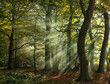 © Connect Images - Sunbeams filter through a tranquil forest, illuminating the mist and showcasing the vibrant greenery and the intricate play of light and shadow among the trees.