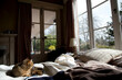 © Connect Images - Cozy domestic scene with a cat resting on a rumpled bed by a large window, with daylight streaming into a room, Auckland, New Zealand