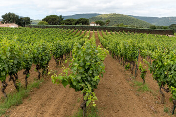 Wall Mural - Rows of wine grapes plants on vineyards in south of France near Saint-Tropez and Gassin, rose wine making