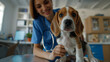 © Anastasiia Havelia - Close up of a happy female doctor in blue scrubs touching a beagle puppy on a table at the forefront, inside a clean, light, modern clinic background. A female professional caring