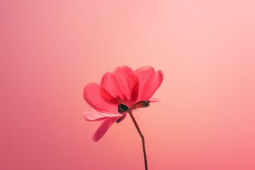 Close-up of a pink magnolia flower. Beautiful simple AI generated image in 4K, unique.