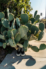 Wall Mural - Large Cactus Plant on Sidewalk POV