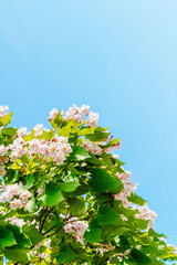 A tree full of flowers under the sun and blue sky