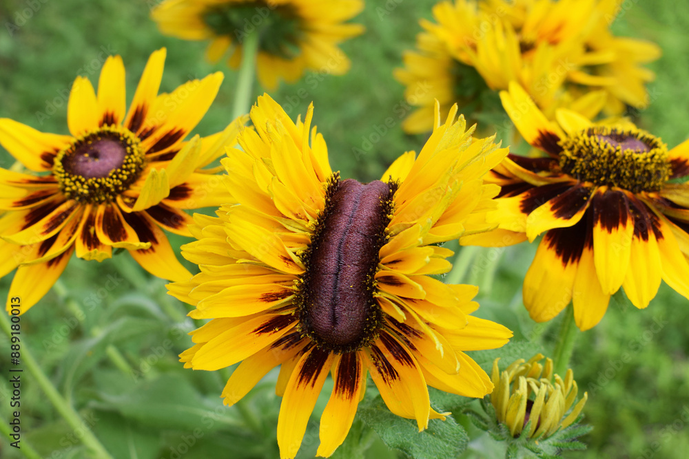 Fasciation Rhs Interesting flower of rudbeckia - example of fasciation in plants Stock ...