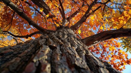 Canvas Print - Admiring a lovely autumn maple tree from below