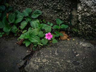 2. A delicate pink flower blooming on a green leafy plant emerging from a crack in the pavement, the background completely free of distractions, providing an ideal canvas for creative graphic design