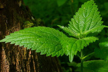 Wall Mural - Urtica dioica or stinging nettle, in the garden. Stinging nettle, a medicinal plant that is used as a bleeding, diuretic, antipyretic, wound healing, antirheumatic agent