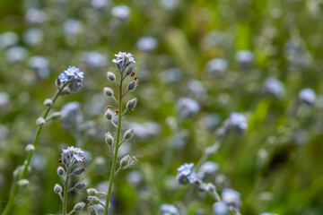 Wide angle closeup on an aggregation of lightblue Early Forget-me-not, Myosotis ramosissima an annual flowering herb