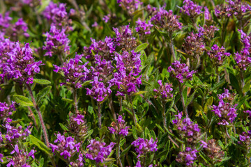 Wall Mural - Blossoming fragrant Thymus serpyllum, Breckland wild thyme, creeping thyme, or elfin thyme close-up, macro photo. Beautiful food and medicinal plant in the field in the sunny day