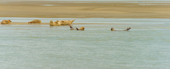 Sticker - Seals swimming in sea and resting on a sandbank in the Western Scheldt in bright sunlight in summer, Walcheren, Zeeland, the Netherlands, July, 2024