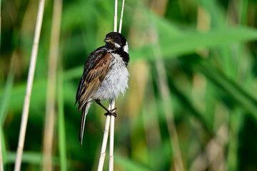 Poster - Rohrammer - Männchen // male Reed Bunting (Emberiza schoeniclus)