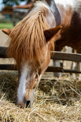 Wall Mural - An adult horse on a farm in Slovakia