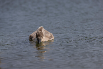 Wall Mural - young swans in gray down swim on the lake