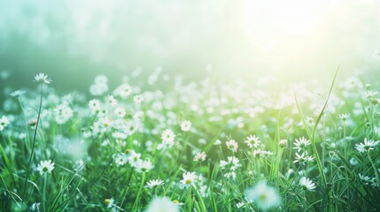 Wall Mural - Spectacular springtime meadow scene with many wild flowers, daisies, and a blue sky. A soft selective focus frame.