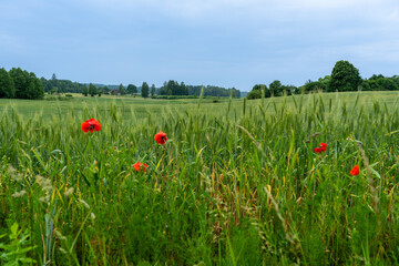 Wall Mural - A rural landscape with five poppies in a rye field