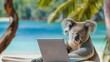© vlntn - Koala Working on Laptop at Beach.