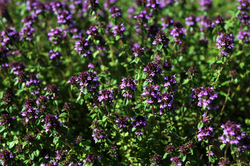 Medicinal and food herb Thymus serpyllum