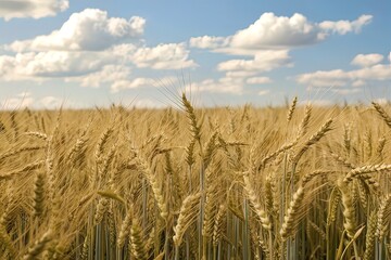 spikelets of wheat on a field on a farm against the backdrop of a clear blue sky