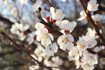 Close-up of a tree with white flowers on the branches and leaves in the background, with a blue sky in the background, macro shot