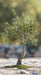 Wall Mural - A small olive tree grows amidst a bed of pebbles